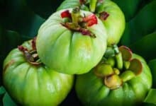 Photo of Garcinia Cambogia, funciona ou…nem por isso?