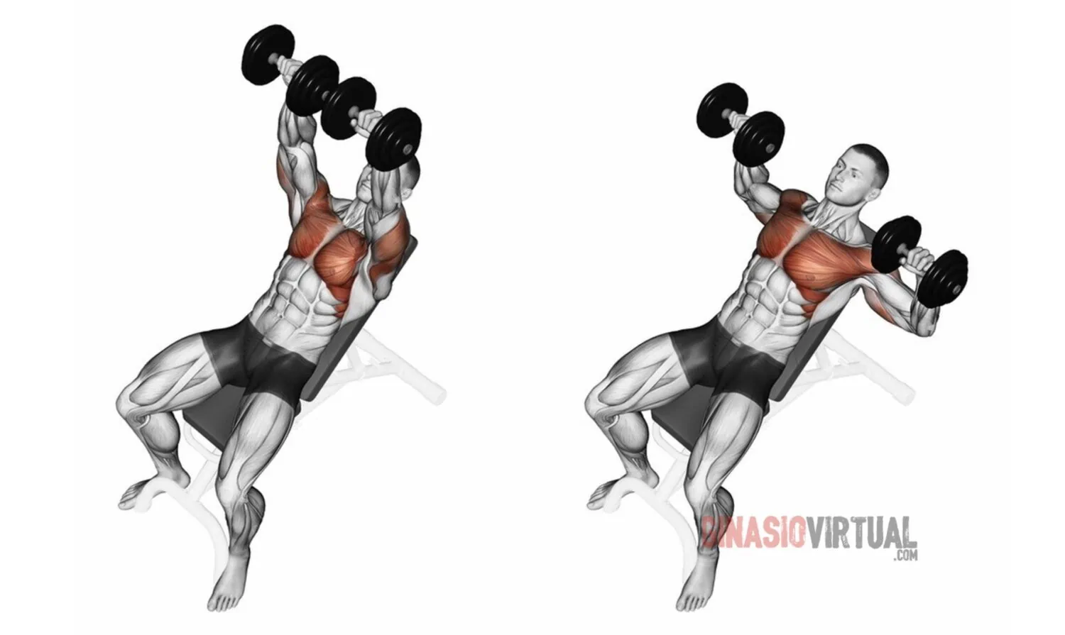 inclined chest press gymnastics
